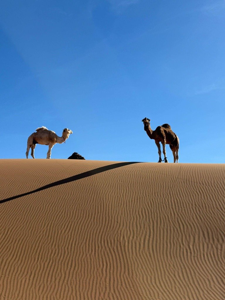 Camels on Dune Ridge